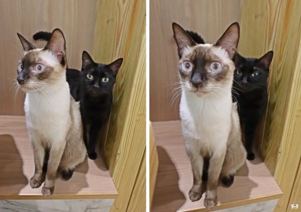 森林小徑大墩店對寵物超友善